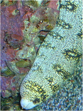 ウツボページ ウツボ(2013.10.22) - WEB魚図鑑