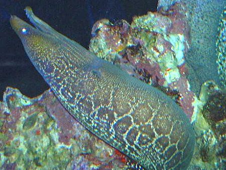 ウツボ（打保）【かぎけんWEB】