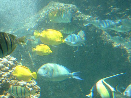 LCnM(Yellow Tang)