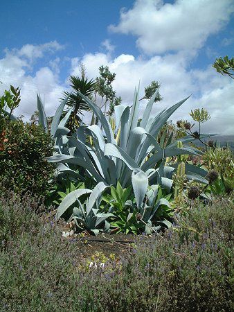 アガベ フランゾシニー カクタス Agave Franzosinii Cactus かぎけんweb