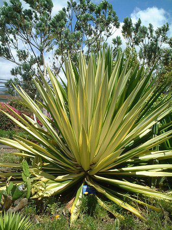 �L�t�C���E�X�o�����E�[�c����