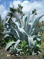 Agave franzosinii cactus