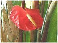 AXE(Anthurium)