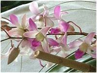 fhrE(Dendrobium)