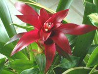 OY}jAiGuzmania)