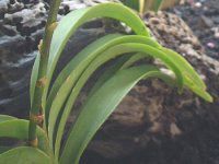 ptBIyfB(Paphiopedilum) 