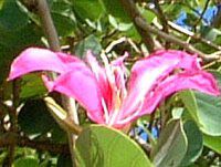 I[Lbhc[(Orchid_Tree)