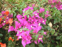 u[QrA(Bougainvillea)