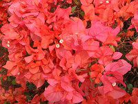 u[QrA(Bougainvillea)