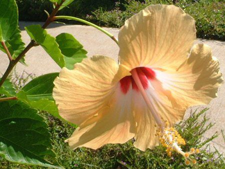 nCrXJX(Hibiscus)