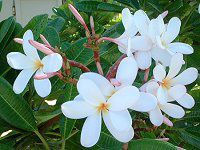 vA(Plumeria)