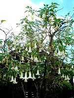 GWFEgybgEc[(Angel s trumpet tree)