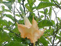 GWFEgybgEc[(Angel s trumpet tree)