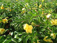 A}_(Allamanda)