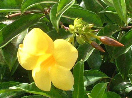 アラマンダ Allamanda かぎけんweb