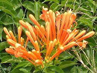 IWEgybgEoC(Orange trumpet Vine)
