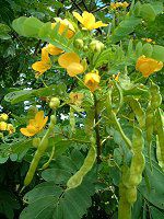 XNuGbO(Scrambled Eggs)