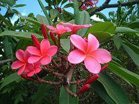 vA(Plumeria)