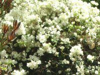 u[QrA(Bougainvillea)