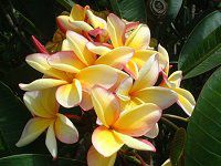 vA(Plumeria)