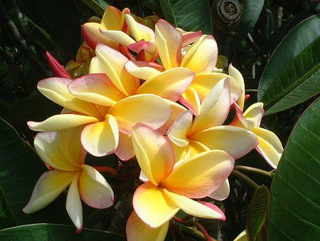 �v�������A(Plumeria)