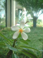 vA(Plumeria)