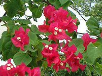 u[QrA(Bougainvillea)
