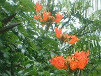 AtJE`[bvEc[(African-tulip-tree)