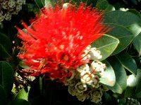 IqAEtA('Ohi'a Lehua)