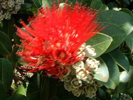 IqAEtA('Ohi'a Lehua)