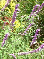 LVJEubVEZ[WiMexican bush sagej