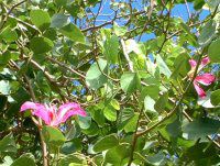 I[Lbhc[(Orchid_Tree)