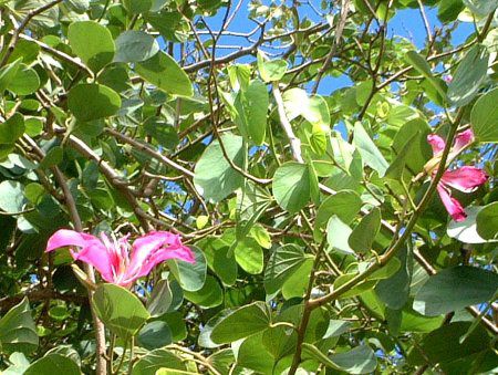 I[Lbhc[(Orchid_TreeAwFBauhinia variegata)