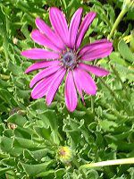 IXeIXy}(Osteospermum)