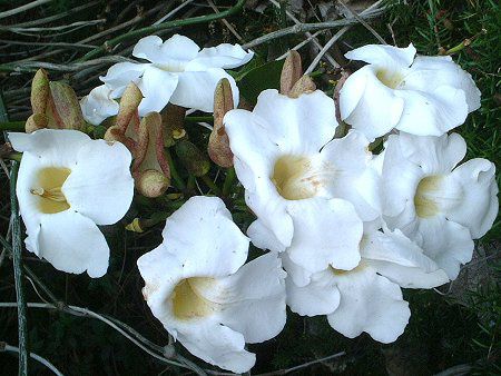 }frEAGi(Mandevilla amoena)