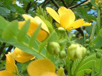 XNuGbO(Scrambled Eggs)