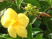 A}_(Allamanda)