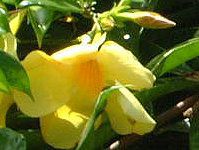 A}_(Allamanda)