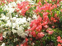 u[QrA(Bougainvillea)
