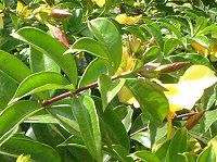 A}_(Allamanda)