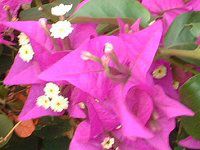 u[QrA(Bougainvillea)