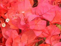 u[QrA(Bougainvillea)
