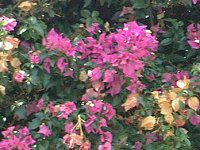 u[QrA(Bougainvillea)
