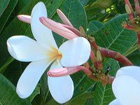 vA(Plumeria)