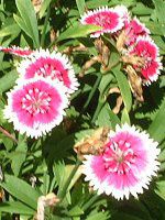 _CATX(Dianthus)