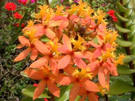 マウイの樹と花(ハワイ)【かぎけんWEB】