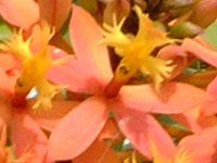 Gsfh(Epidendrum)
