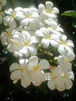 vA(Plumeria)