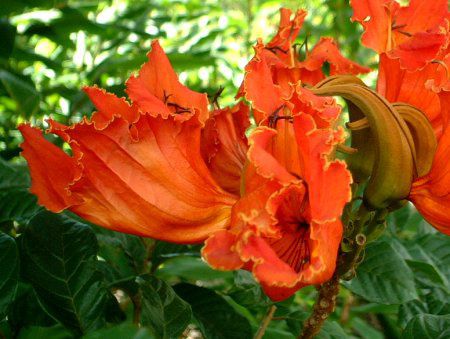 AtJE`[bvEc[(African-tulip-tree)