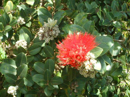 IqAEtA('Ohi'a Lehua)